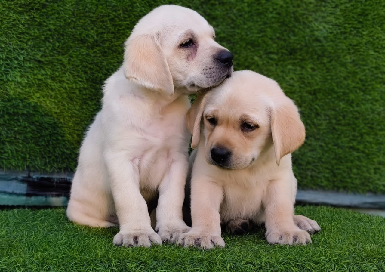 Labrador Retriever